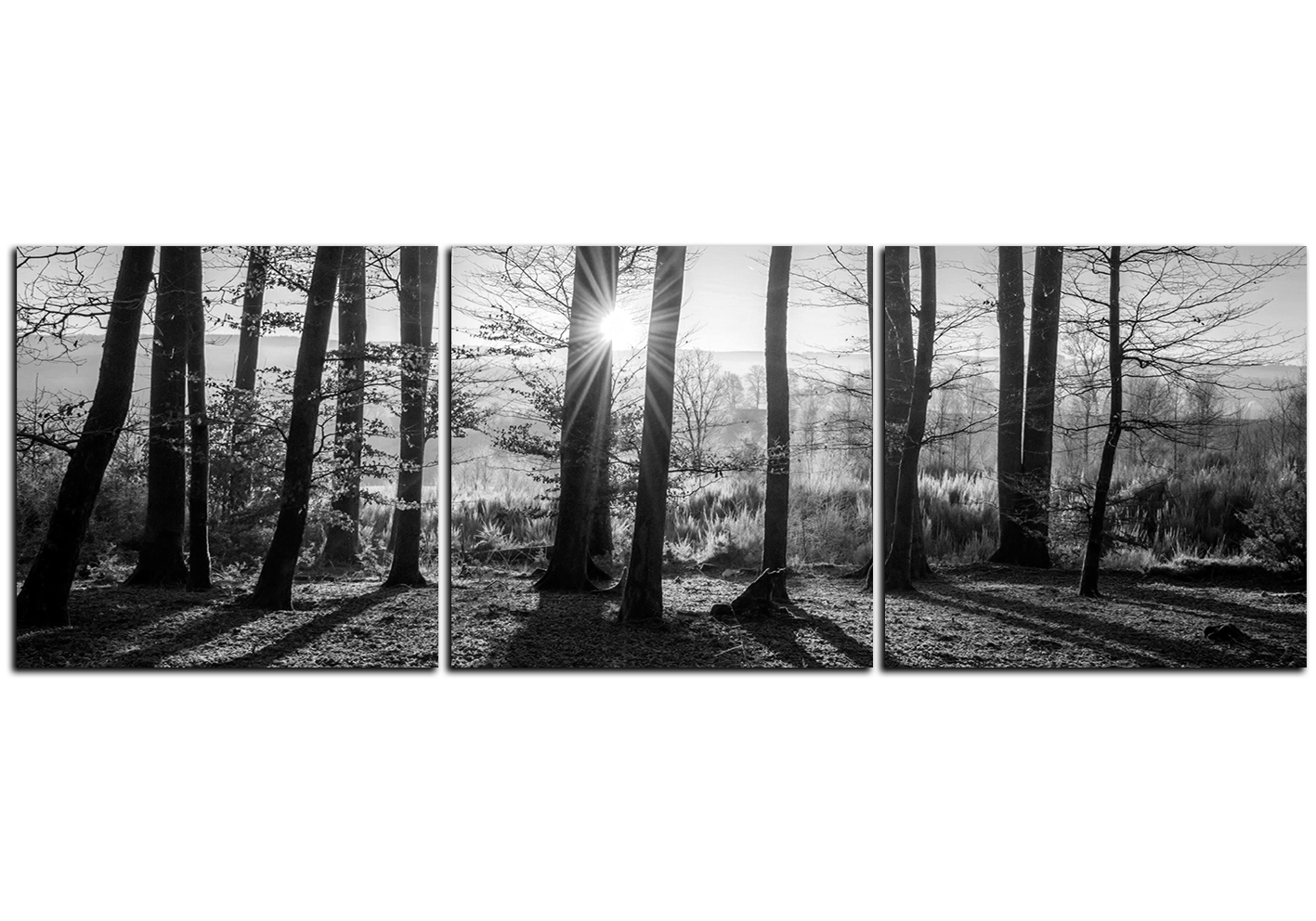 Obraz na plátně - Podzimní ráno v lese - panoráma Obraz na plátně - Podzimní ráno v lese - panoráma